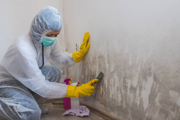 Best Industrial Mold Remediation  in Yazoo City, MS